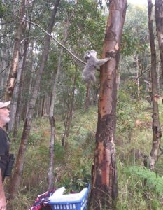 Koala release 3
