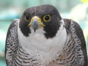 Peregrine Falcon 2