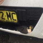 Pergrine falcon jammed in grill of car