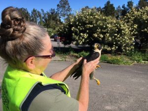 Perigrine falcon release