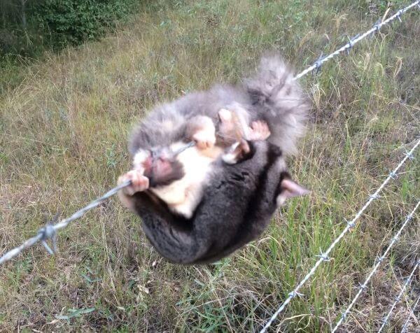 Wildlife Entangled On Barbed Wire Rescue Hunter Valley Gliders Birds Newcastle Lake Macquarie NSW Australia