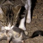 brushtailed-phascogale-cat