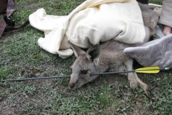 Kangaroo Wallaby Rescue Weapon Newcastle Injured Lake Macquarie Hunter NSW Australia Wildlife