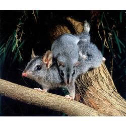 phascogale