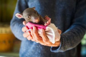 rescuing animal