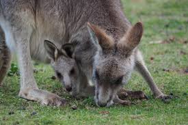 kangaroo 3