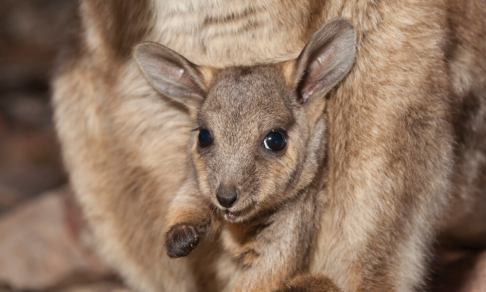 Kangaroo Wallaby Macropod Rescue Hunter Valley Newcastle Lake Macquarie NSW