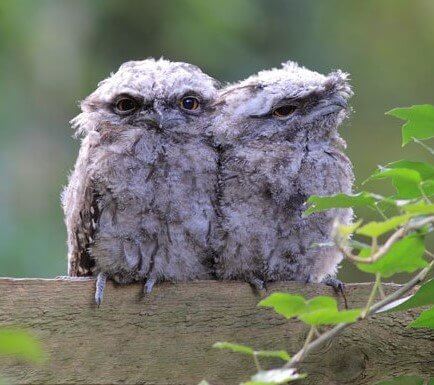 Fledglings