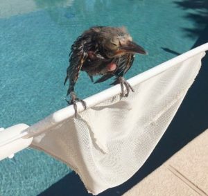 Adult Bird Rescue Newcastle Hunter