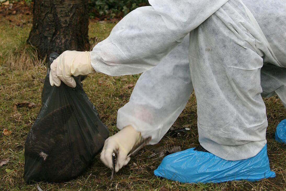 Avian Bird Flu NSW Hunter Hawkesbury