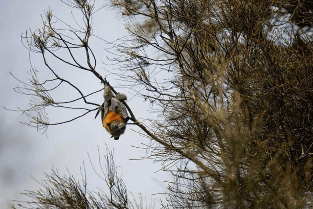 Flying Fox Bats Camp Blackalls Park Lake Macquarie