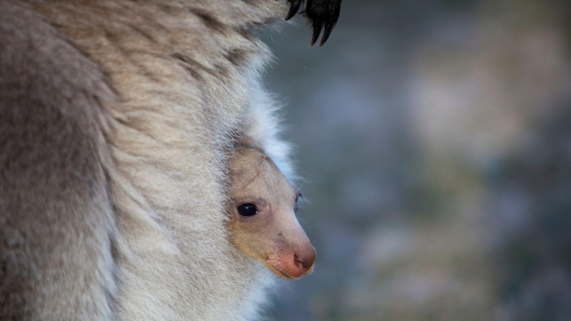 joey kangaroo in pouch