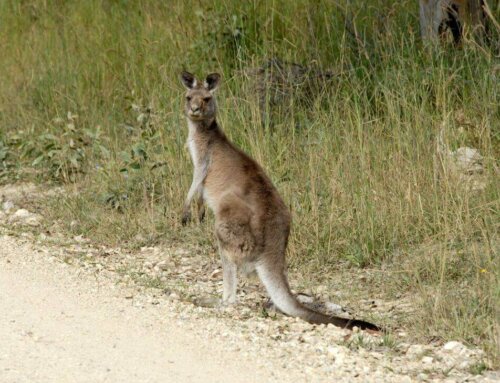 What To Do if I Hit a Kangaroo?