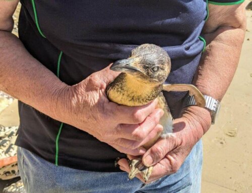 Little Penguin Rescue In Newcastle