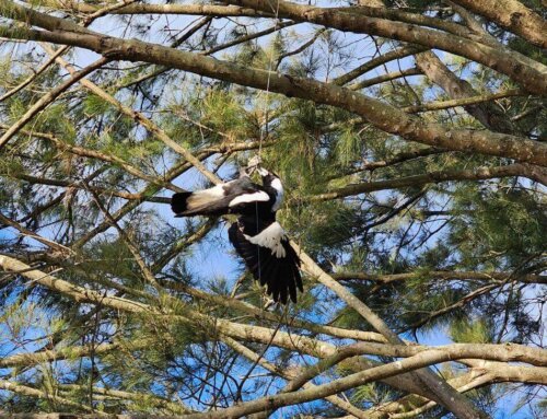 Community Effort Saves Morpeth Magpie