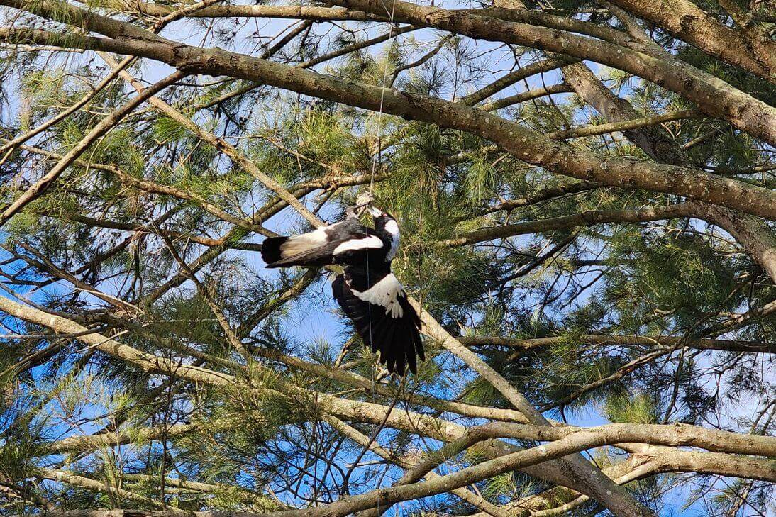 Magpie Rescue Fishing Line Hook Morpeth Hunter NSW