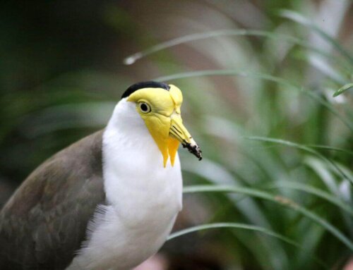 Plovers Australia Are Starting To Nest