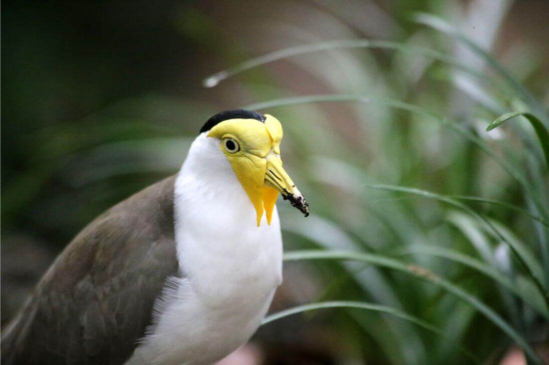 Plover Masked Lapwing Nesting Season Swooping Newcastle Lake Macquarie Hunter