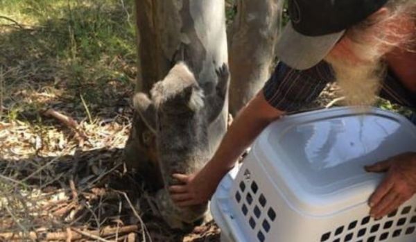 Wildlife Rescue | Newcastle, Lake Macquarie & The Hunter