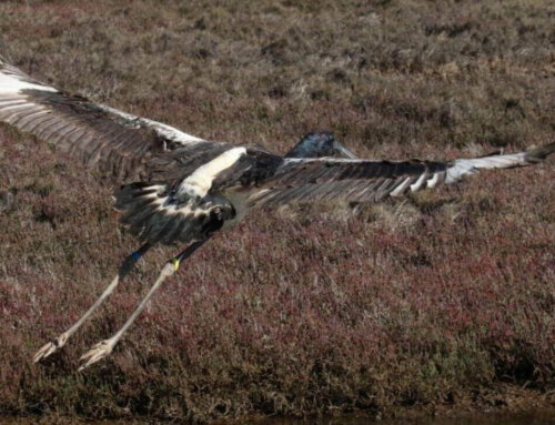 Immature Black-Necked Stork Rescued, Rehabilitated & Released