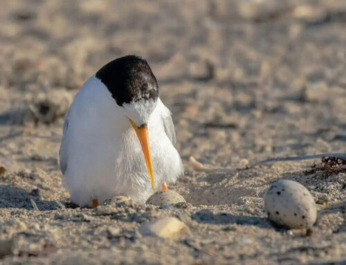 Shore Birds Australia Are Under Attack