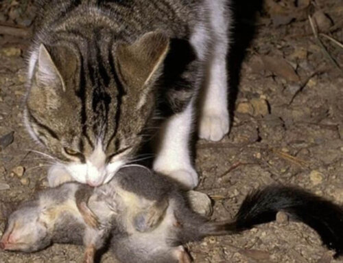 Government Action Plan to Manage Feral Cats in Australia