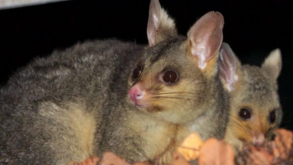 possum rescue
