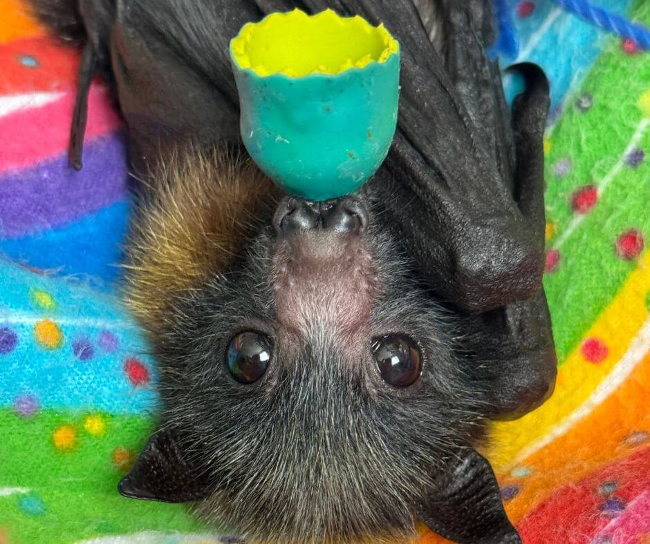 Orphan Flying-fox Rescue & Care Training