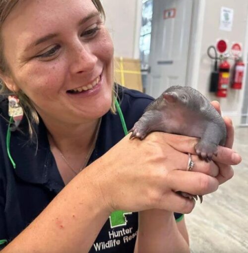 Active Membership Volunteer Hunter Wildlife