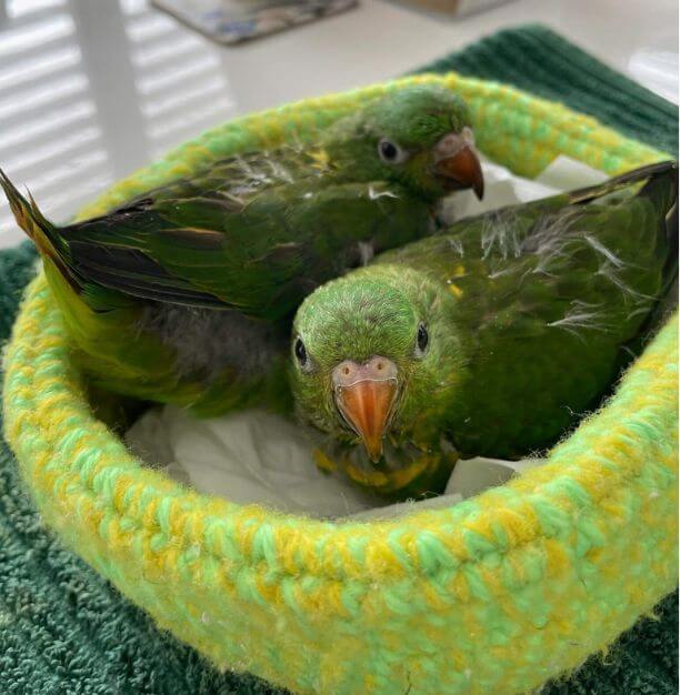 Baby Bird Rescue Training Course