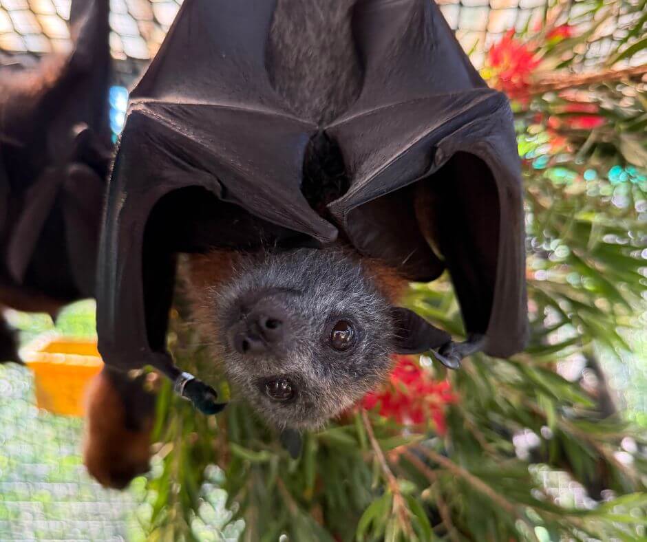 Flying-fox Rescue Training