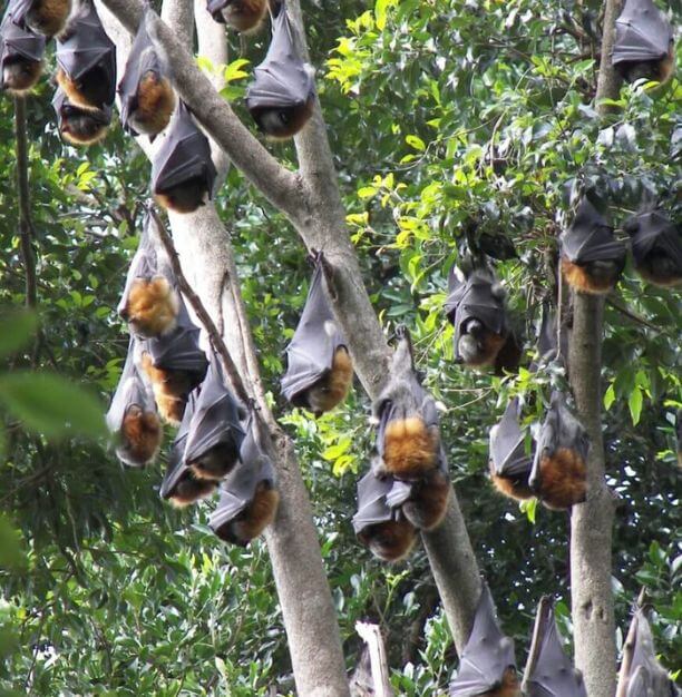 Flying-fox Mass Disaster Rescue Training