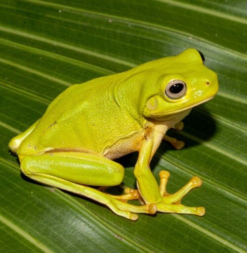 Frog Rescue Training Course