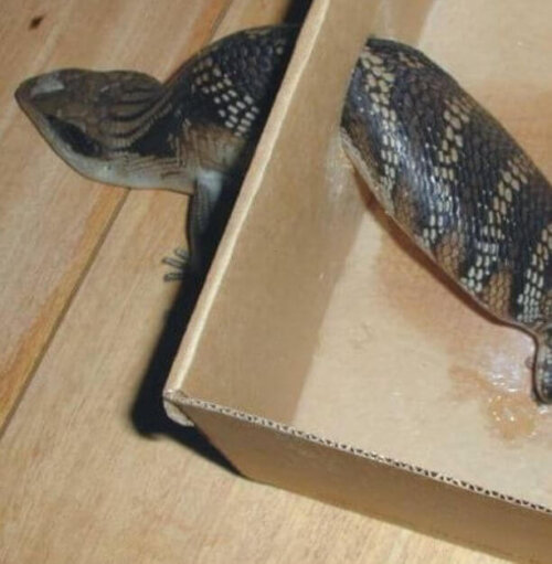 Lizard Rescue & Care Training Course