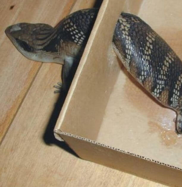 Lizard Rescue & Care Training Course
