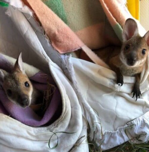 Macropod Rescue Training Course