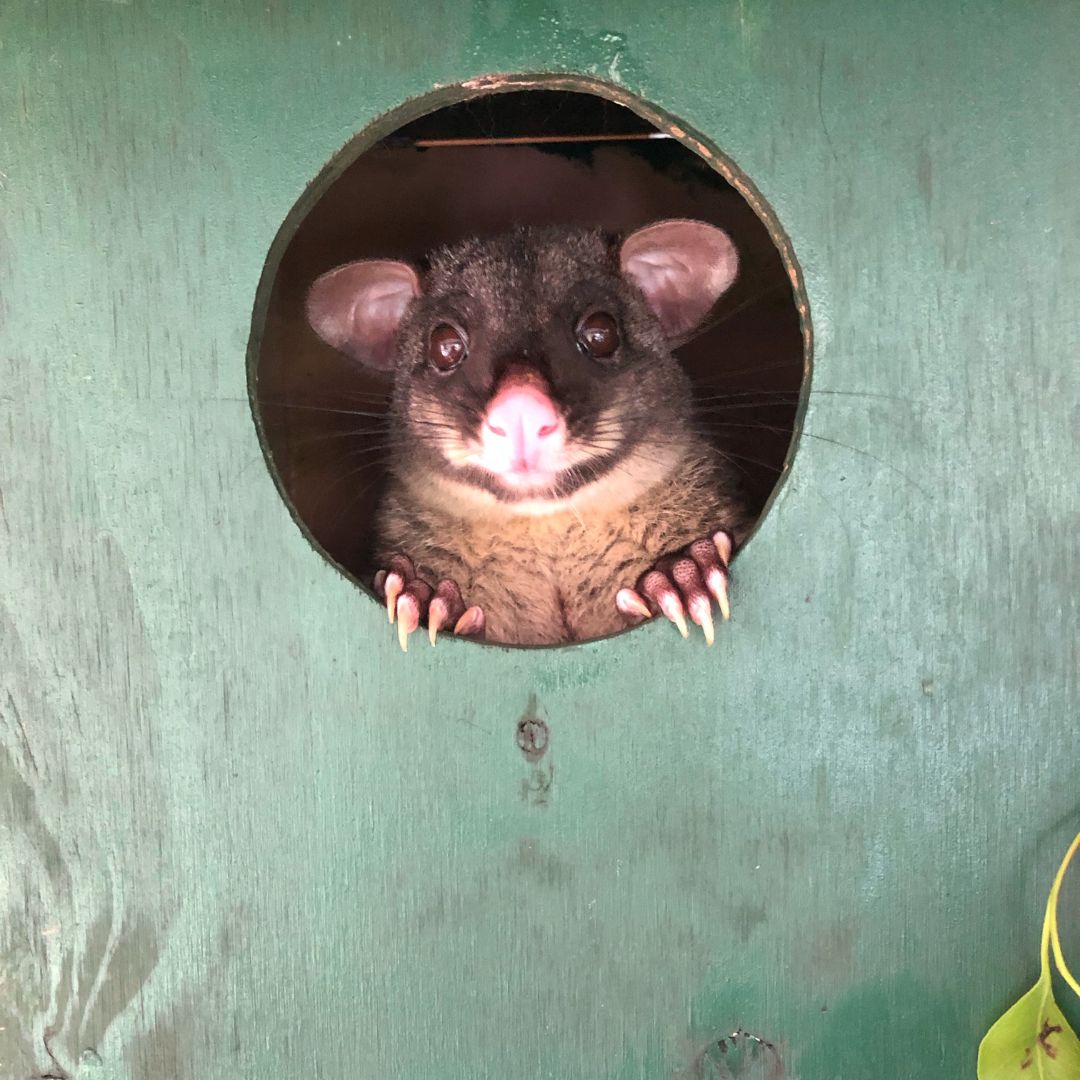 how to build a possum box