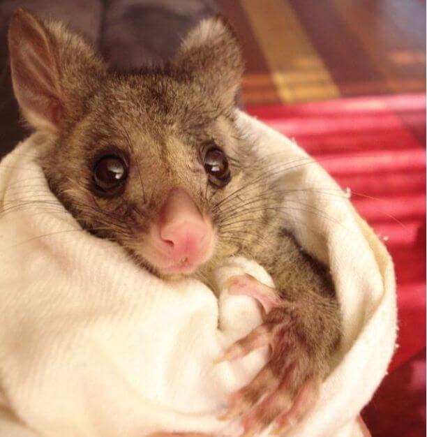 training-possum