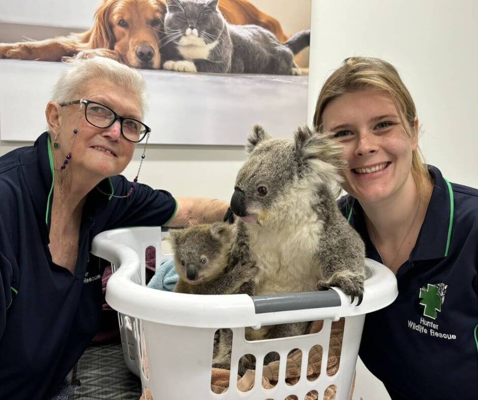 Wildlife Volunteer with koalas