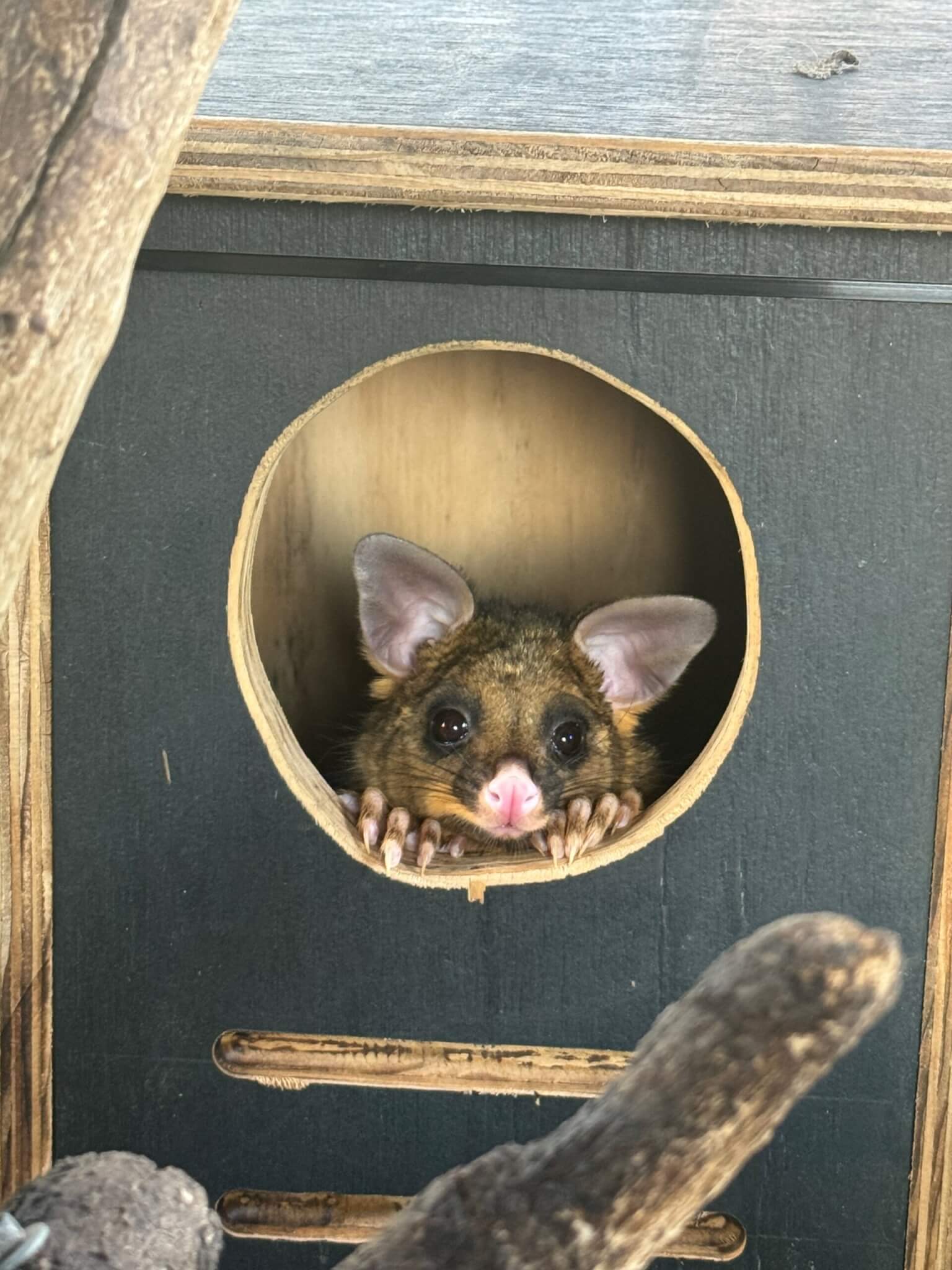 donate to Hunter Wildlife Rescue