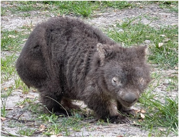 Wombat Mange Signs Treatment