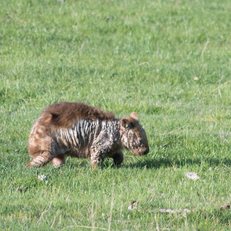 Mange Treatment Wombats NSW