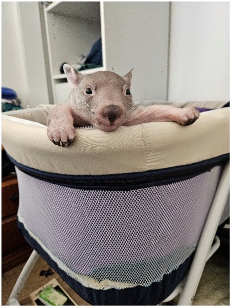 Wombat Joey Orphan