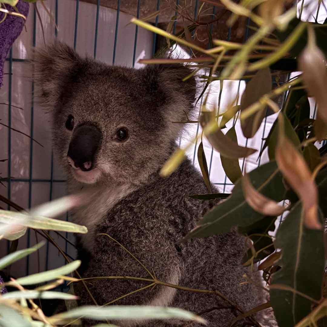 Koala Rescue Donation Hunter Newcastle