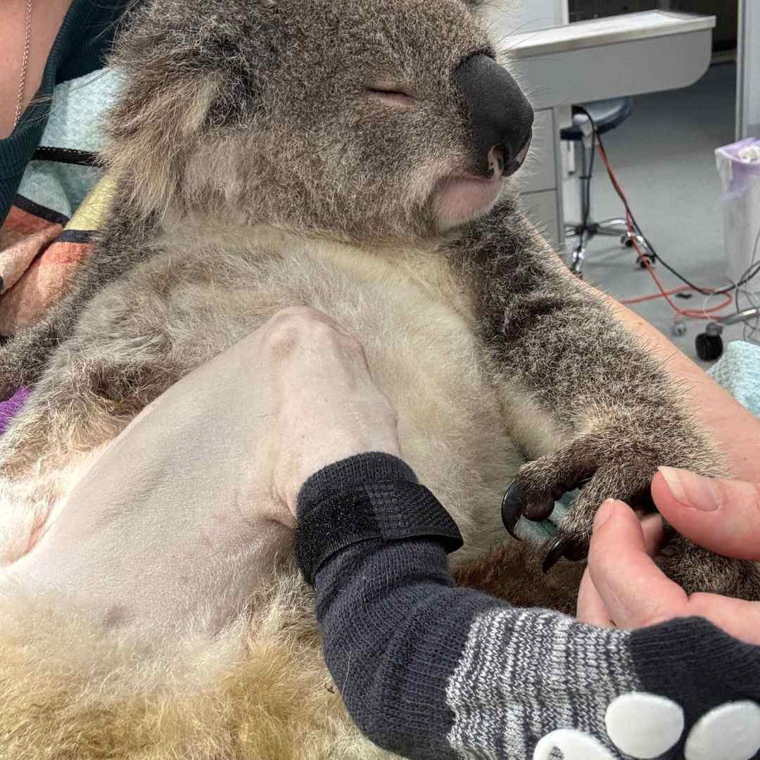 Koala Rescue Donation Hunter Newcastle