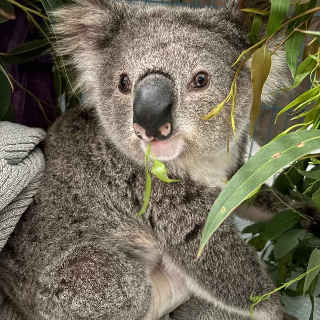 Koala Rescue Donation Hunter Newcastle