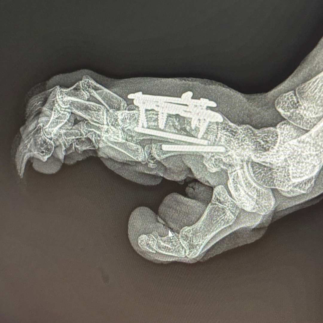 Koala Rescue Donation Hunter Newcastle