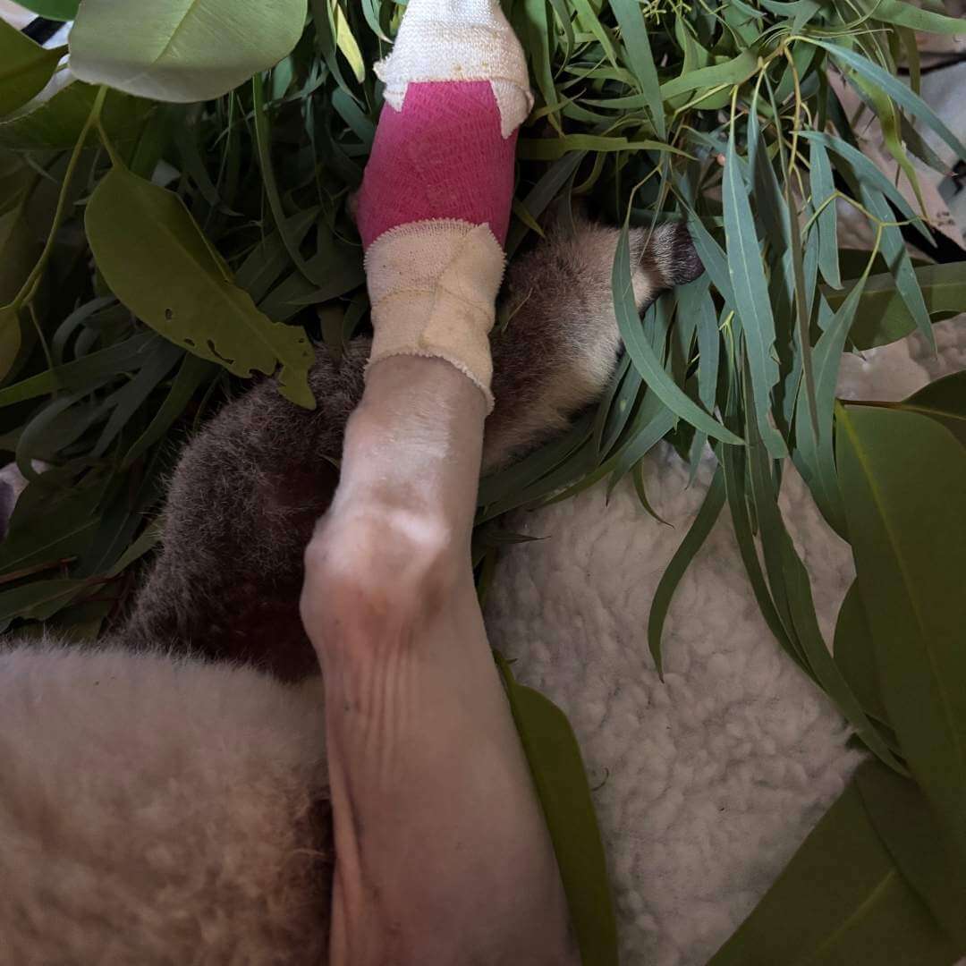 Koala Rescue Donation Hunter Newcastle