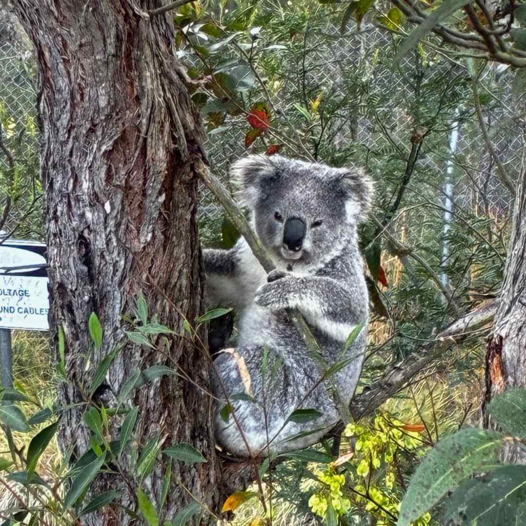 Koala Rescue Hunter Newcastle NSW