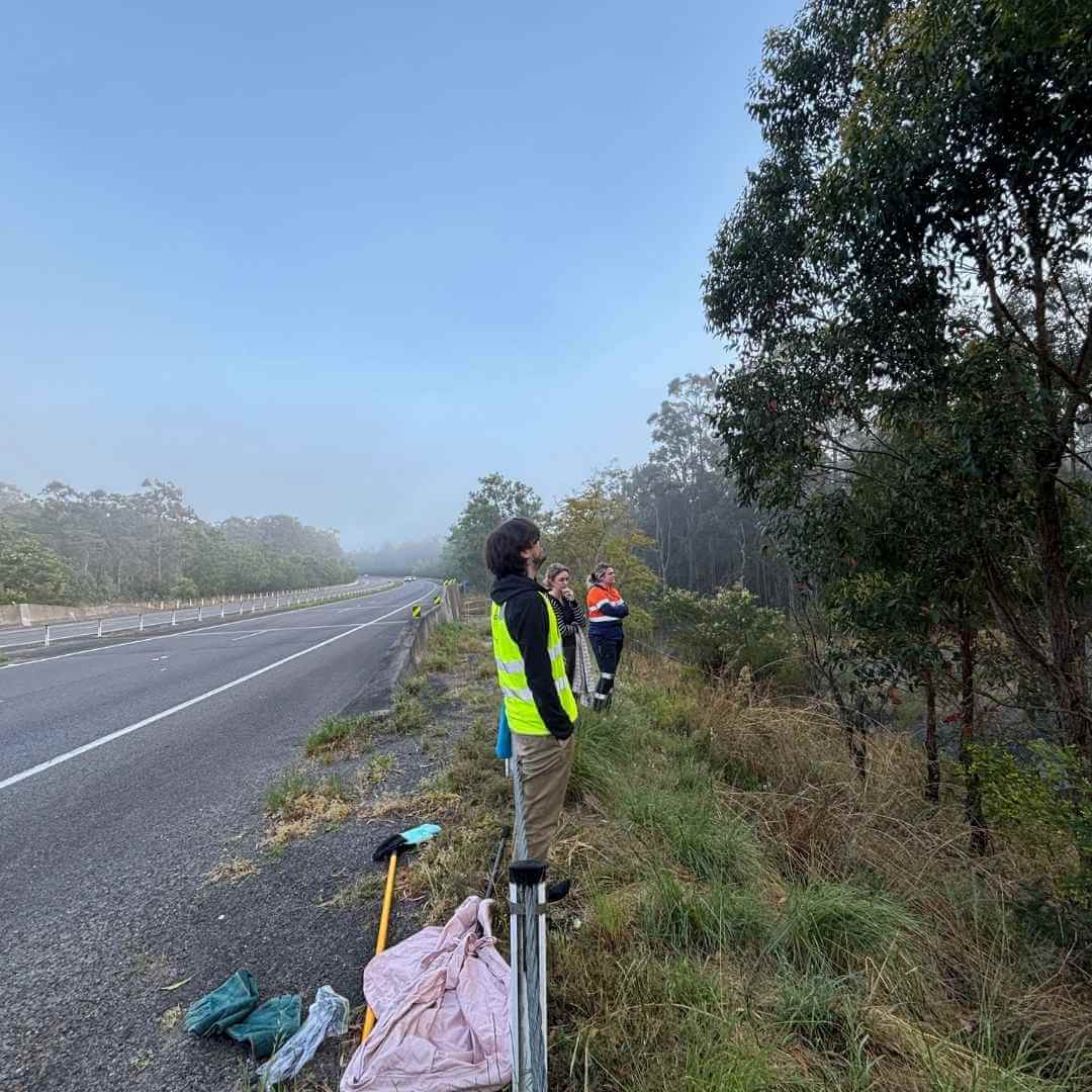 Koala Rescue Donation Hunter Newcastle